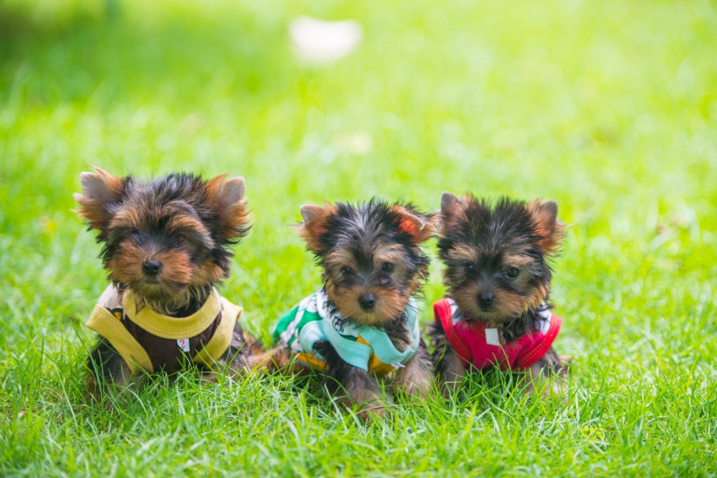 Yorkshire Terrier Puppy